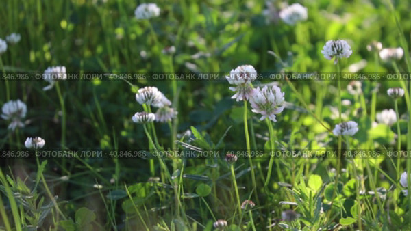 Trifolium repens. Клевер ползучий крупным планом. Стоковое видео, видеограф Григорий Писоцкий / Фотобанк Лори