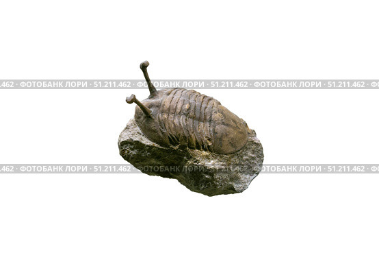 Trilobite fossil with stalked eyes isolated on white background. Стоковое фото, фотограф Евгений Харитонов / Фотобанк Лори