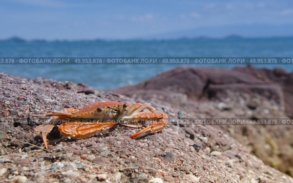 Tropical beach. Стоковое фото, агентство Ingram Publishing / Фотобанк Лори
