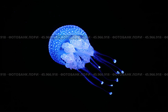 Tropical Jellyfish Phyllorhiza punctata white-spotted jellyfish underwater. Стоковое фото, фотограф Дмитрий Рухленко / Фотобанк Лори