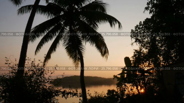 Tropical jungle background with palm tree silhouettes at sunrise. Стоковое видео, видеограф Valentyn Kondratiuk / Фотобанк Лори