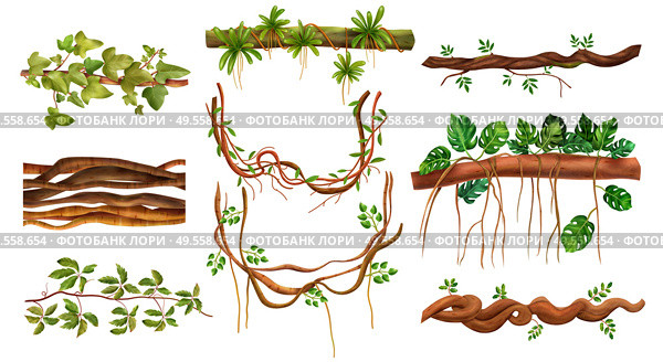 Tropical rainforest creeping virginia vine jungle woody climbing monstera plant liana realistic elements set isolated vector illustration. Стоковая иллюстрация, агентство Ingram Publishing / Фотобанк Лори