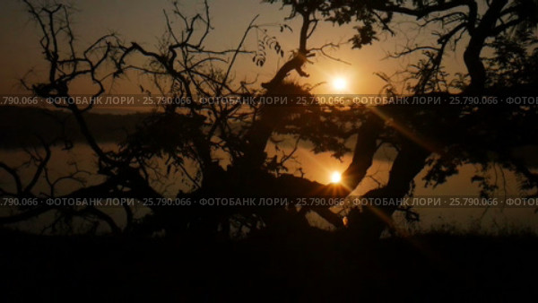 Tropical tree background with palm tree silhouettes at sunrise. Стоковое видео, видеограф Valentyn Kondratiuk / Фотобанк Лори