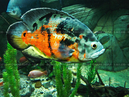 Тропическая рыба Астронотус (лат. Astronotus ocellatus) Стоковое фото, фотограф ИВА Афонская / Фотобанк Лори