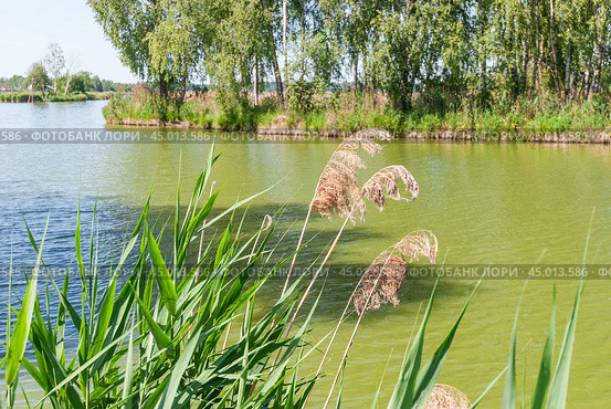 Тростник обыкновенный, или южный (Phragmites australis, или Phragmites communis) вперемешку с прошлогодним (2019 год). Стоковое фото, фотограф Алёшина Оксана / Фотобанк Лори
