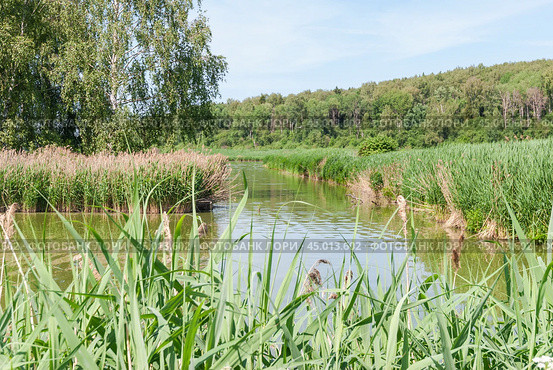 Тростник обыкновенный (Phragmites australis) в реке (2019 год). Стоковое фото, фотограф Алёшина Оксана / Фотобанк Лори