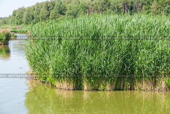 Тростник обыкновенный (Phragmites australis) в реке (2019 год). Стоковое фото, фотограф Алёшина Оксана / Фотобанк Лори