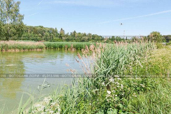 Тростник обыкновенный (Phragmites australis) вперемешку с прошлогодним вдоль берега реки (2019 год). Стоковое фото, фотограф Алёшина Оксана / Фотобанк Лори