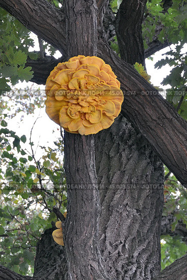 Трутовик серно-жёлтый (Laetiporus sulphureus) необычной формы в виде цветка на дубе. Стоковое фото, фотограф Владимир Литвинов / Фотобанк Лори