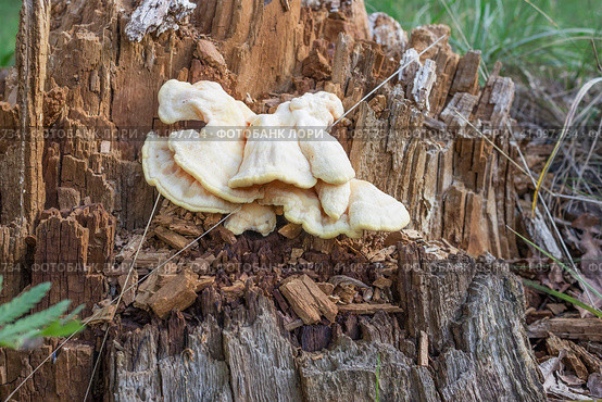 Трутовик серно-желтый (лат. Laetiporus ulfureus) на гнилом пне. Стоковое фото, фотограф Александр Романов / Фотобанк Лори