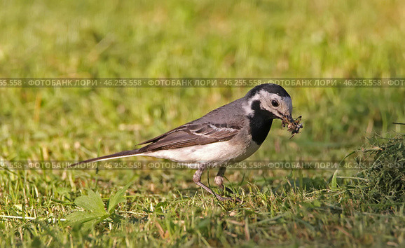 Трясогузка (Motacilla) с добычей. Стоковое фото, фотограф EgleKa / Фотобанк Лори