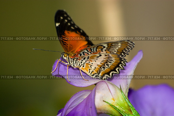 Цэтозия библис, Cethosia biblis, Red Lacewing. Стоковое фото, фотограф Василий Вишневский / Фотобанк Лори