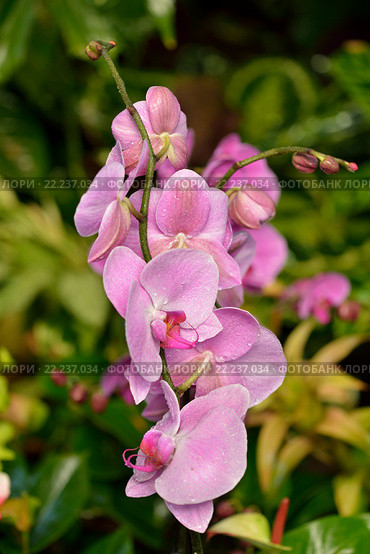 Цимбидиум, род вечнозелёных эпифитных растений семейства Орхидные (Orchidaceae) Стоковое фото, фотограф Валерия Попова / Фотобанк Лори