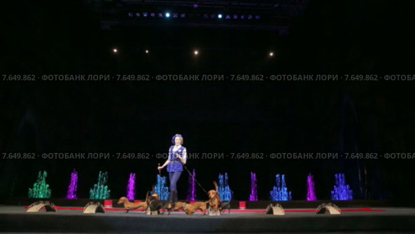 Цирковая артистка выступает с группой дрессированных собак (2015 год). Редакционное видео, видеограф Данил Руденко / Фотобанк Лори