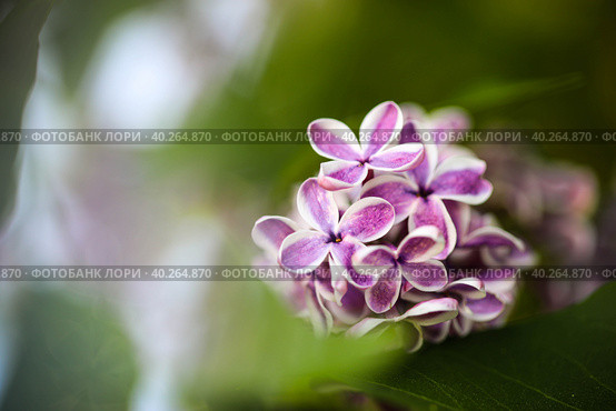 Цветение фиолетовой сирени весной. Blossom lilac flowers in spring. Стоковое фото, фотограф Мария Владиславовна Малая / Фотобанк Лори