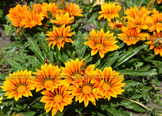 Цветение газании (гацании) жестковатой (Gazania rigens (L.) Gaertn.) Стоковое фото, фотограф Ирина Борсученко / Фотобанк Лори