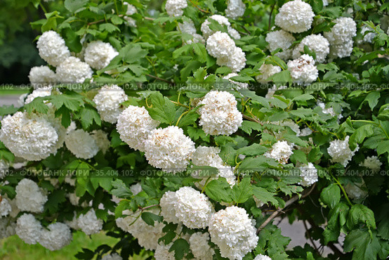 Цветение калины сорта "Бульденеж" - Снежный шар (Viburnum L.) Стоковое фото, фотограф Ирина Борсученко / Фотобанк Лори