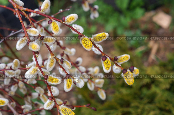 Цветение Козьей ивы (Salix caprea) Стоковое фото, фотограф Евгения Золкина / Фотобанк Лори