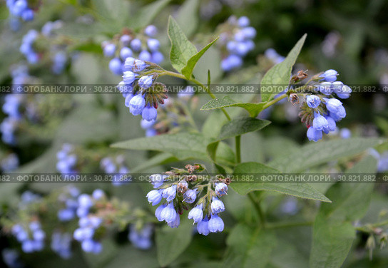 Цветение окопника кавказского (Symphytum caucasicum M. Bieb. ) Стоковое фото, фотограф Ирина Борсученко / Фотобанк Лори
