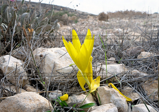 Цветение штернбергии (L. Sternbergia lutea) в ноябре в пустыне Негев, Израиль (2018 год). Стоковое фото, фотограф Irina Opachevsky / Фотобанк Лори