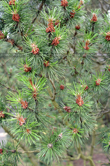 Цветение сосны Муго (горной) (Pinus mugo Turra). Фон. Стоковое фото, фотограф Ирина Борсученко / Фотобанк Лори