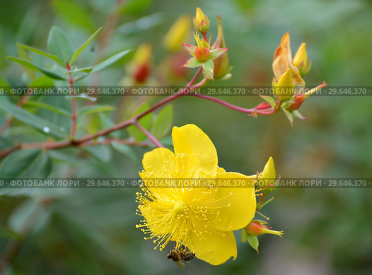 Цветение зверобоя чашечковидного (Hypericum calycinum L.) Стоковое фото, фотограф Ирина Борсученко / Фотобанк Лори