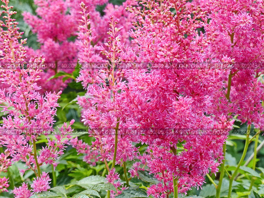 Цветет астильба. Астильба, или Астильбе (лат. Astilbe) — род многолетних растений семейства Камнеломковые (Saxifragaceae). Стоковое фото, фотограф Сергей Елизарьев / Фотобанк Лори