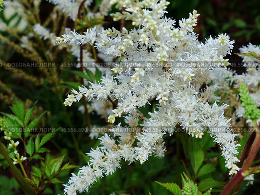 Цветет астильба. Астильба, или Астильбе (лат. Astilbe) — род многолетних растений семейства Камнеломковые (Saxifragaceae). Стоковое фото, фотограф Сергей Елизарьев / Фотобанк Лори