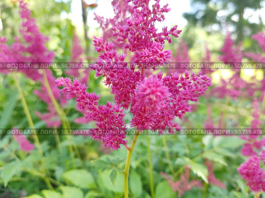 Цветет астильба. Астильба, или Астильбе (лат. Astilbe) — род многолетних растений семейства Камнеломковые (Saxifragaceae). Стоковое фото, фотограф Сергей Елизарьев / Фотобанк Лори