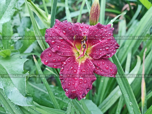 Цветет лилейник "Ягодный сок" (Hemerocallis Berrylicious). Эффектные винно-красные цветы с более тёмными, слегка гофрированными краями и ярким жёлтым горлышком. Растение невысокое, однако цветы крупные, 14 см в диаметре. Стоковое фото, фотограф Сергей Елизарьев / Фотобанк Лори