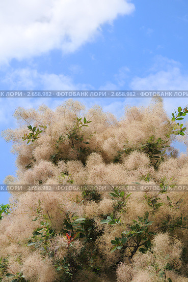 Цветет скумпия кожевенная(Cotinus coggygria Scop) Стоковое фото, фотограф Федор Королевский / Фотобанк Лори