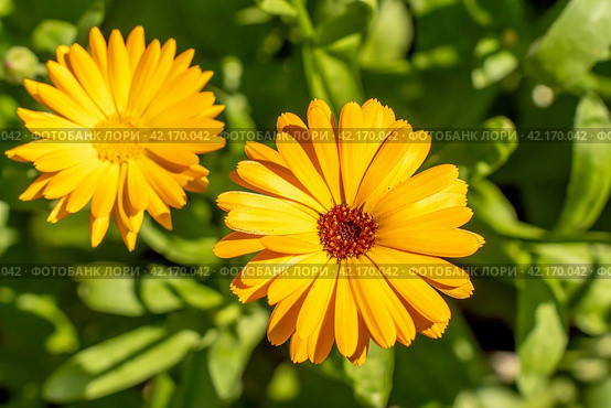 Цветок бархатцев (Calendula Officinalis). Цветок оранжевого цвета в сиянии солнца. Стоковое фото, фотограф Руслан Лесков / Фотобанк Лори