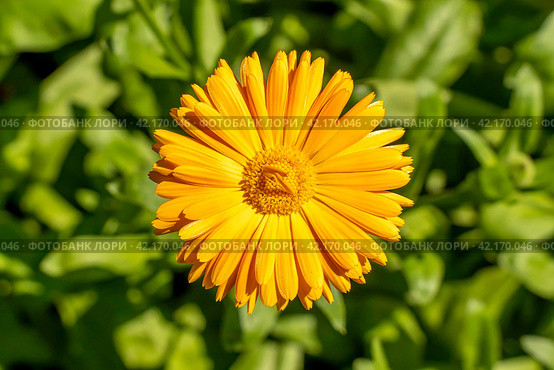 Цветок бархатцев (Calendula Officinalis). Цветок оранжевого цвета в сиянии солнца. Стоковое фото, фотограф Руслан Лесков / Фотобанк Лори