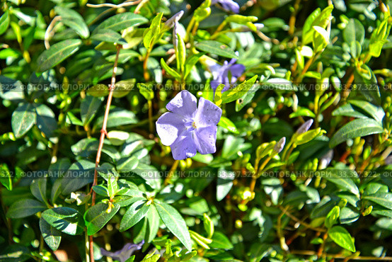 Цветок барвинка малого (Vinca minor L.) Стоковое фото, фотограф Ирина Борсученко / Фотобанк Лори