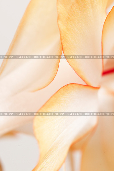 Цветок "декабриста"  (Schlumbergera truncata), фрагмент, макросьёмка. Стоковое фото, фотограф Александр Курлович / Фотобанк Лори