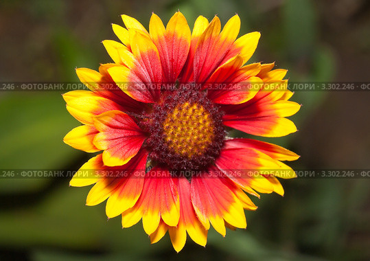 Цветок гайлардии (Guillardia) Стоковое фото, фотограф Алёшина Оксана / Фотобанк Лори