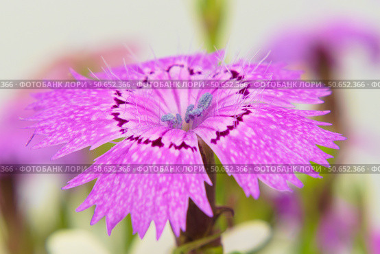 Цветок гвоздики полевой (Dianthus campestris) крупным планом. Стоковое фото, фотограф Евгений Капранов / Фотобанк Лори
