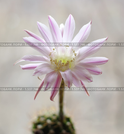 Цветок кактуса Echinopsis hybrid. Стоковое фото, фотограф Галина Хорошман / Фотобанк Лори