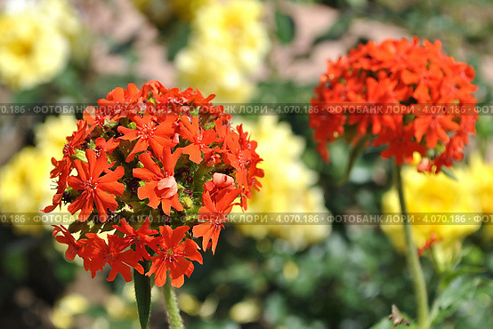 Цветок Лихнис Скарлет Халцедонский (лат. Lychnis chalcedonica ) красный. Стоковое фото, фотограф lana1501 / Фотобанк Лори