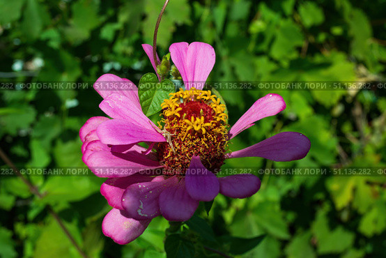 Цветок Цинния изящная, Zinnia elegans, род однолетних и многолетних трав и кустарников семейства сложноцветных. Стоковое фото, фотограф Андрей Цыганков / Фотобанк Лори