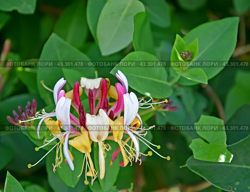 Цветок жимолости каприфоль (Lonicera caprifolium L.) на фоне листьев. Крупный план. Стоковое фото, фотограф Ирина Борсученко / Фотобанк Лори