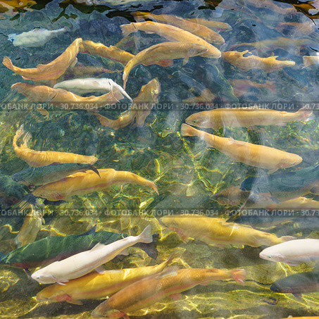 Цветовые мутации радужной форели (лат. Oncorhynchus mykiss) Стоковое фото, фотограф Наталья Гармашева / Фотобанк Лори