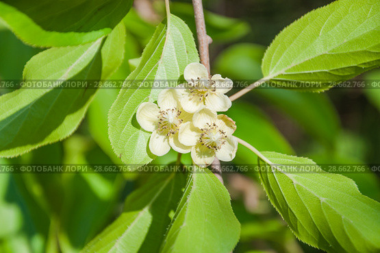 Цветущая актинидия аргута, или острая (Actinidia arguta) Стоковое фото, фотограф Алёшина Оксана / Фотобанк Лори