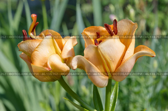 Цветущая азиатская махровая лилия сорта "Эйприкот Фадж" (Lilium asiatic Apricot Fudge) крупным планом. Стоковое фото, фотограф Елена Коромыслова / Фотобанк Лори