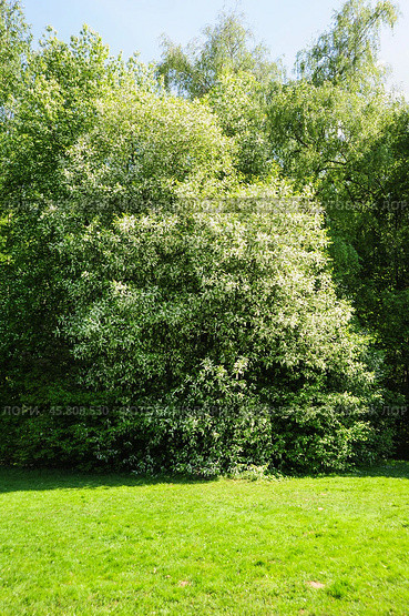 Цветущая черемуха (Prunus padus) в Ботаническом саду. Стоковое фото, фотограф Алёшина Оксана / Фотобанк Лори