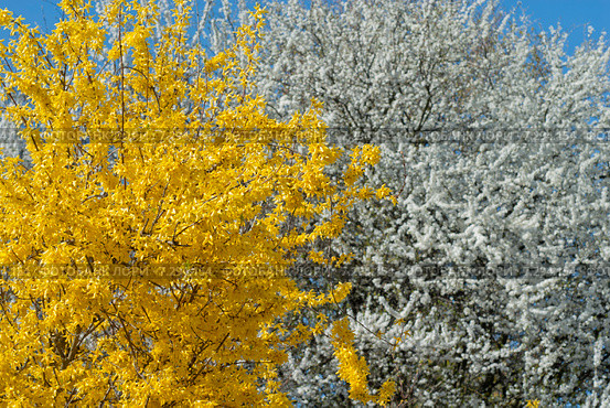 Цветущая форзиция европейская (Forsythia europaea) на фоне цветущей вишни,в фокусе жёлтый куст. Стоковое фото, фотограф Svet / Фотобанк Лори