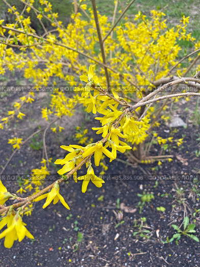 Цветущая форзиция (Forsythia) Стоковое фото, фотограф Мария Кылосова / Фотобанк Лори