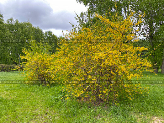 Цветущая форзиция (Forsythia) Стоковое фото, фотограф Мария Кылосова / Фотобанк Лори