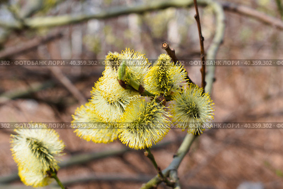 Цветущая ива козья (salix caprea) Стоковое фото, фотограф Евгений Капранов / Фотобанк Лори