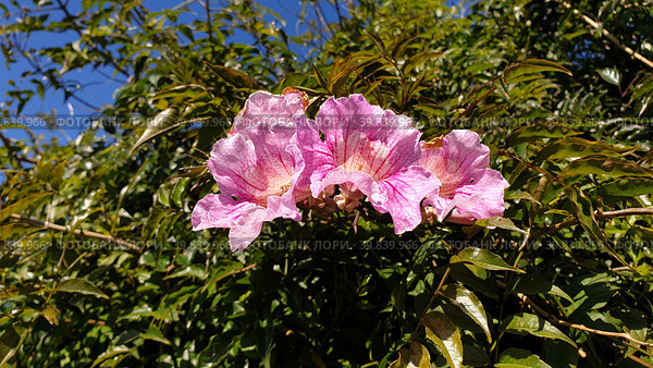 Цветущая лиана Podranea Ricasoliana. Blooming creeper Podranea Ricasoli. Шарнека-де-Капарика, Сетубал, Португалия (2023 год). Стоковое фото, фотограф lana1501 / Фотобанк Лори
